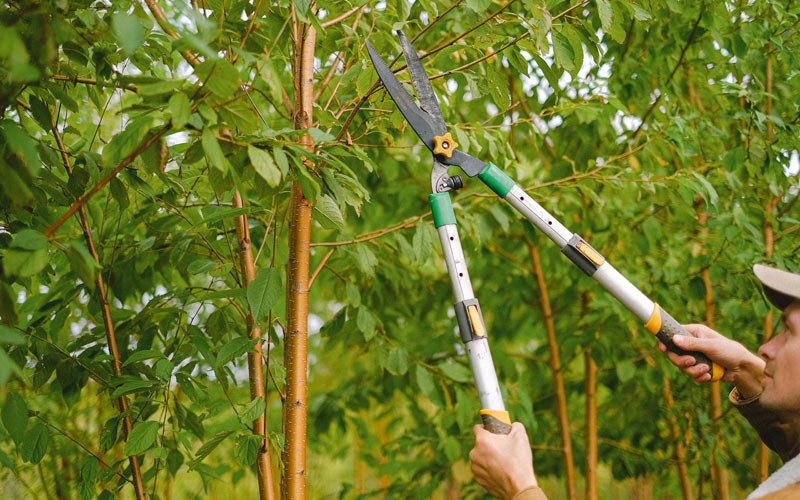Tree trimming in Ridgefield, WA